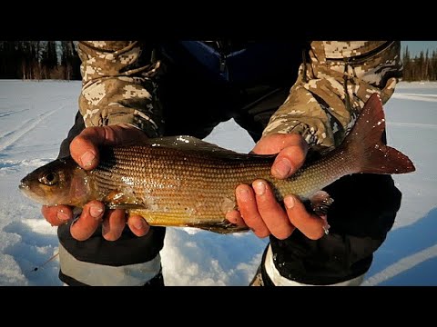 Видео: Вот это клёв. ХАРИТОН ЗА ХАРИТОНОМ. Рыбалка на горной реке. #хариус #2023 #веснапришла #эвенкия