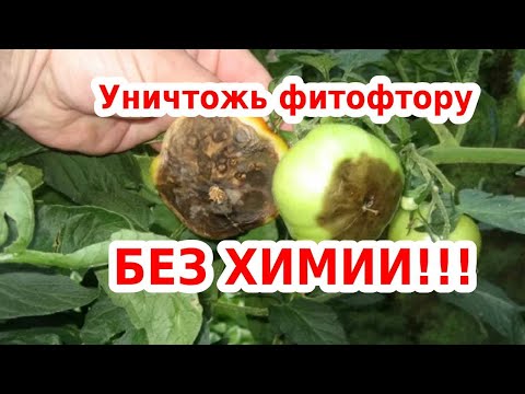 Видео: Забудьте о ФИТОФТОРЕ на помидорах, картофеле и огурцах! БЕЗ ХИМИИ!