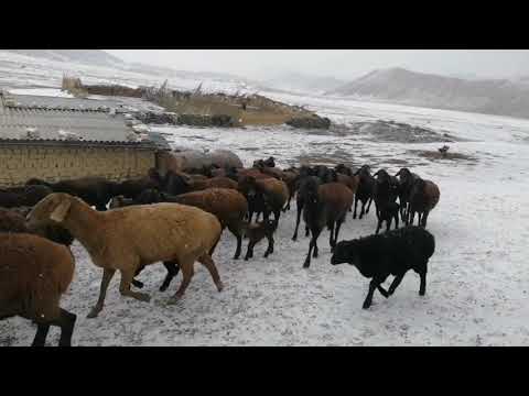 Видео: Изгирин кишда куйларнинг ахволини бир куринг ❄️❄️❄️❄️☄️☄️☄️☄️🌨️🌨️🌨️❄️❄️