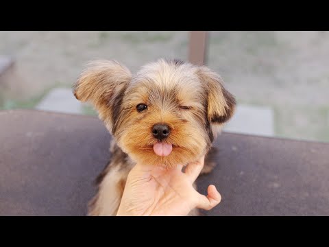 Видео: Я не могу не влюбиться в тебя.