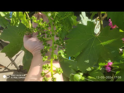 Видео: Сколько соцветий, гроздей или ягод оставить на годовалом , двух, трехлетнем винограде