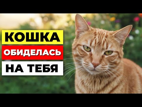 Видео: 7 признаков, что кошка ОБИЖЕНА на тебя - но терпит молча