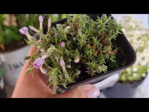 Видео: Розпаковка з розплідника  "Зелені Янголи"