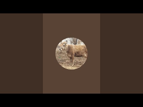 Видео: Чорво ТВ в прямом эфире!