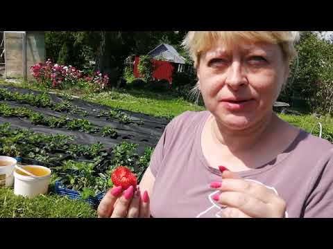 Видео: Дегустация сортов клубники Лорд, Мальга, Мурано и много других.