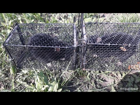 Видео: ХОМЯК ОБЫКНОВЕННЫЙ ИЛИ КАРБЫШ, ОПЯТЬ ЛОВИМ И ОТПУСКАЕМ !  🐹 И 🐹