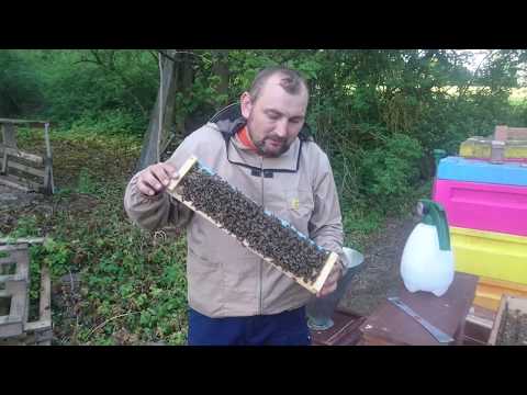 Видео: Прививочный ящик % приёма. 2017 год