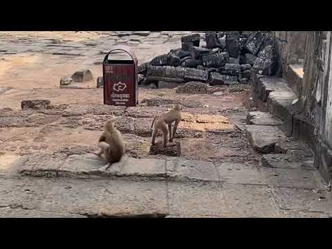 Видео: Cambodia. Храм Байон. ( храм тысячи лиц).   Май 2024 г. #история#приключения#буддизм#загадки#мифы