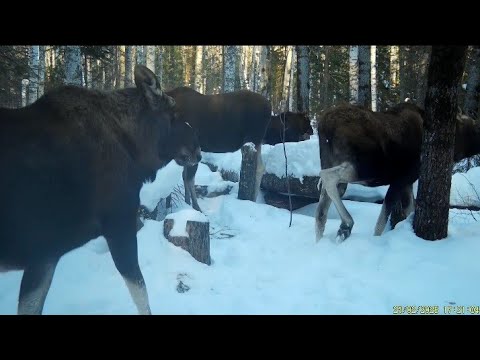 Видео: Волки по бураннице.  Лоси на солонце. Добыча. Западная изба.