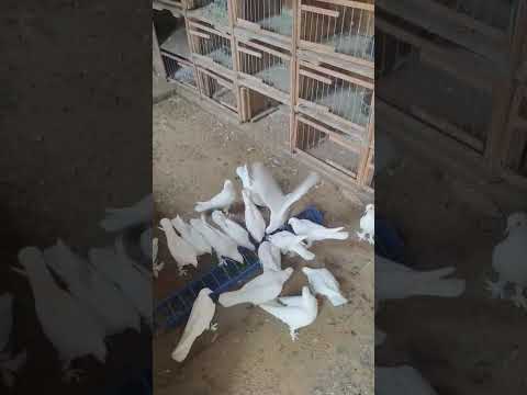 Видео: 30 октября 2025 г.