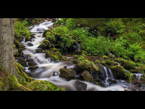 Видео: 5 часов - Успокаивающий звук ручья. Лесной ручей, Звуки природы. Шум воды. Горный ручей. Релакс