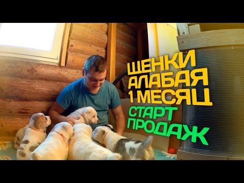 Видео: ЩЕНКИ АЛАБАЯ 1 МЕСЯЦ