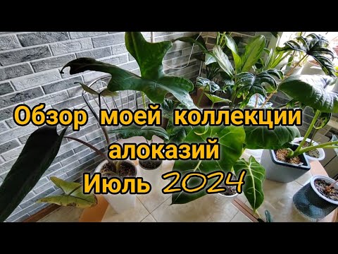 Видео: Обзор коллекции моих алоказий. Июль 2024