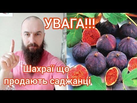 Видео: ШАХРАЇ, які продають не саджанці. Будьте обережні!