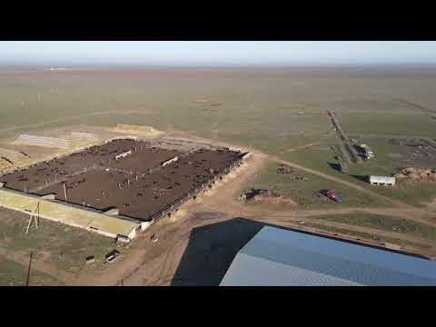 Видео: Калмыкия, сюжет № 2: фермы по откорму бычков