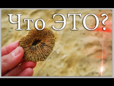 Видео: Что Это Такое? - ВлогоДекабрь