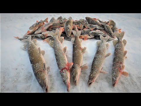 Видео: МЕСТО РЫБНОЕ НО НЕ ЛЁГКОЕ, ПРОБИЛИСЬ И ДАЖЕ НЕ ПЛОХО ПОРЫБАЧИЛИ, ЩУКА И ОКУНЬ ОКАЗАЛИСЬ НА МЕСТЕ!