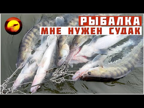 Видео: РЫБАЛКА В ДИКИЙ ТУМАН / Судак, Лещ и Поиск Рыбы с Эхолотом