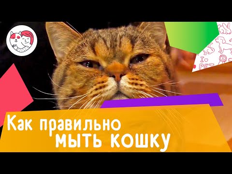 Видео: 4 совета, как правильно мыть кошку