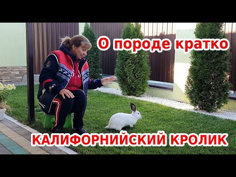 Видео: Калифорнийский кролик - особенности породы