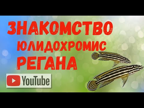 Видео: Знакомство с Юлидохромис Регана