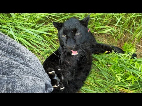 Видео: Пантера Луна снова играет с котом Василием😁