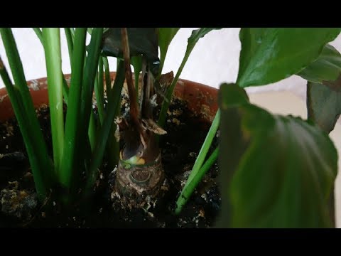 Видео: Реанимация спатифиллума. Спасаю спатифиллум!!!
