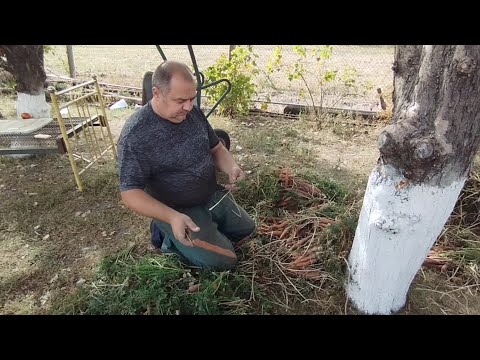 Видео: Копаємо моркву чистимо та сортуємо/Врожай моркви 2024 зібраний