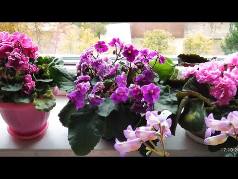 Видео: 17.10. 2025 р.оранжерея на лоджіях 😉🌵🪴