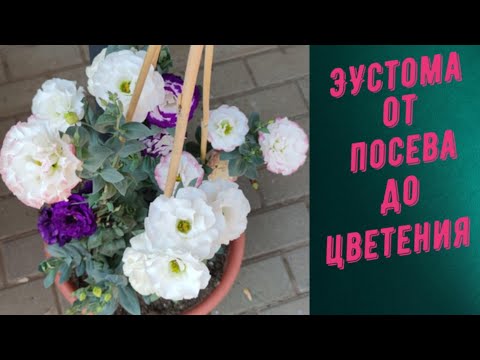 Видео: Эустома выращивание из семян от А до Я