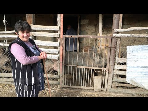 Видео: ԳՅՈՒՂԱՑՈՒ ԱՇԽԱՏԱՆՔԻՆ Վերջ Չունի - Деревенские Заботы - Շամշադինի համը - Шамшадин