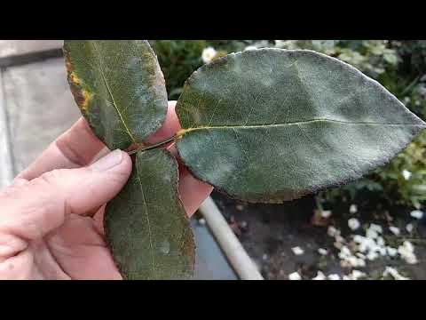 Видео: Розы. Пятнистости. Клещ. Дефицит калия. Препараты для обработки роз.