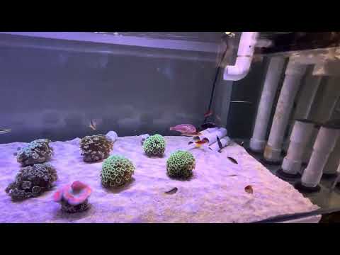 Видео: Новый Рыбный Аквариум (Продолжение) REEF EXCLUSIVE