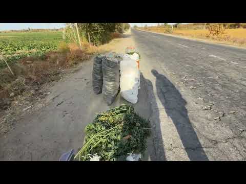 Видео: 21 10 2025 САБЗИ НАРХЛАРИ БИРИНЧИ КУЛДАН 