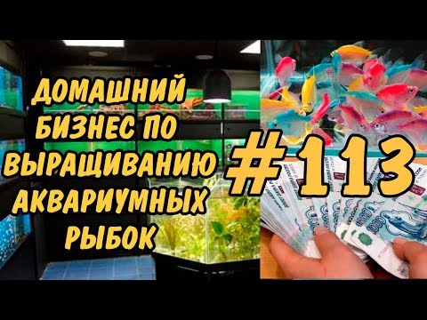 Видео: #113 ЗАРАБОТАТЬ ДЕНЬГИ!? ДОМАШНИЙ БИЗНЕС ПО ВЫРАЩИВАНИЮ АКВАРИУМНЫХ РЫБОК. ГУППИ