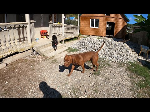 Видео: В гостях у Степана, Муса и Багирка. Знакомство Багиры и Локи/ Видео со второй флешки) Питбули,Стаффы