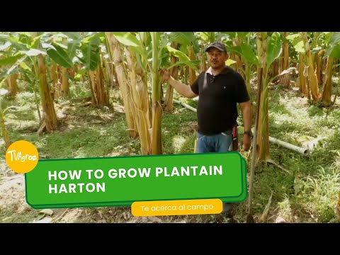 Видео: Как вырастить подорожник Хартон