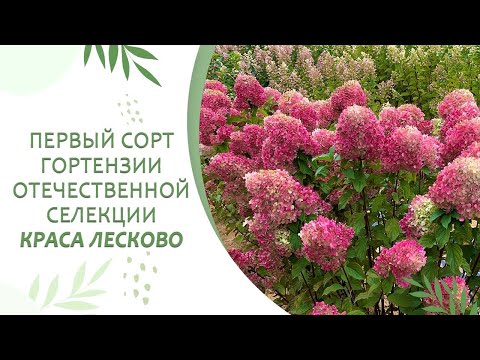 Видео: ПЕРВАЯ РУССКАЯ ГОРТЕНЗИЯ В МИРЕ — КРАСА ЛЕСКОВО