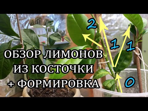 Видео: Лимоны и мандарины из косточки .Формировка кроны обрезка,какие выросли порядки
