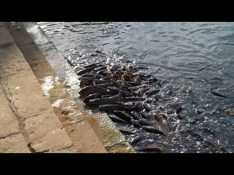 Видео: Удивительные Моменты с Рыбами, снятые на камеру!