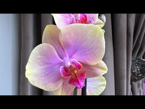 Видео: Мечты сбываются! 🌸 Турецкие Сладости 🍬 Сара Блаш 🩷 И не только… 💜