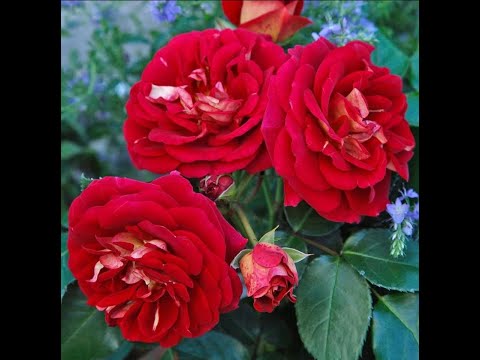 Видео: Пришли новые Розы из питомника  Розы Вдохновения!! Весна начинается !!!