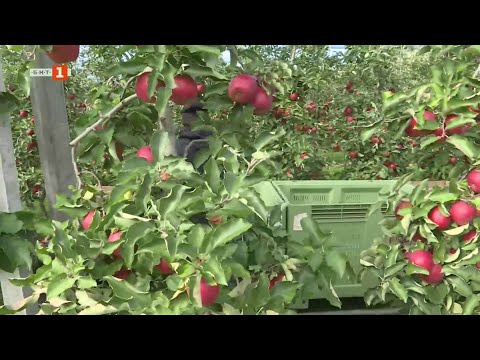 Видео: Развенчаване на митовете за полските ябълки, Бразди - 08.11.2025