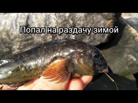 Видео: Зимняя жор рыбы на Черном море.Ловля бычка и рыбы собаки.