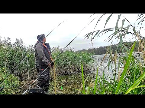 Видео: Вырубил окно в камыше.Ловлю здоровенных Лещей на Фидер.Фидерная ловля на дальних дистанциях.