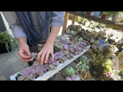 Видео: Sukulent vlog: Пришло время снова взяться за голову Purple Delight