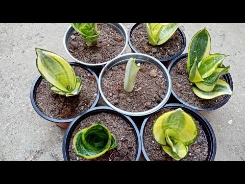Видео: Комнатные растения. Садим черенки сансевьерий.