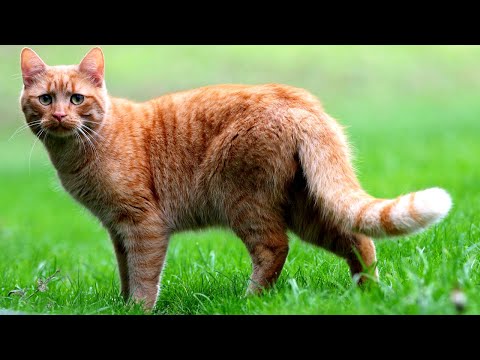 Видео: Как ходят животные 🐾