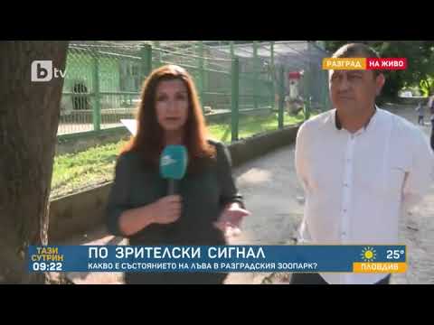 Видео: Тази сутрин: Куцащ лъв в Разградския зоокът: Какво е здравословното състояние на хищника?