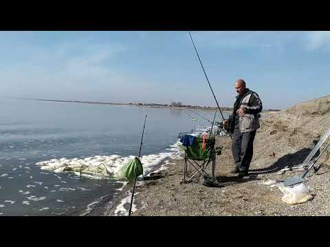 Видео: Крупная осенняя вобла 17 октября.Капчагай пятная насосная.